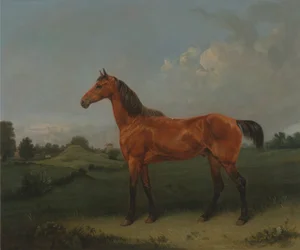 Een Bruin Paard in een Veld